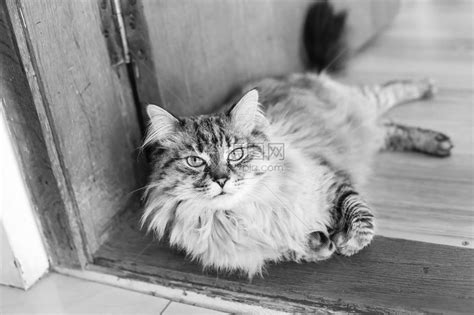 坐在门口的猫看着摄像头镜在黑白高清图片下载-正版图片505163641-摄图网