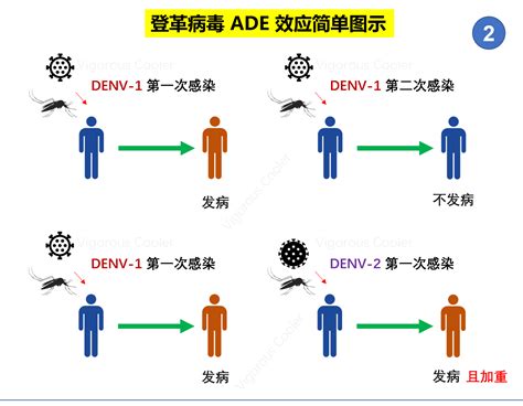 如何设计新型冠状病毒疫苗 以避免ADE效应？——冠状病毒ADE效应的机理初探 [JVI] - 知乎