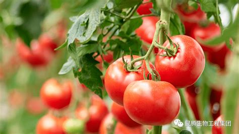 春茬番茄定植前后管理要科学！番茄秧苗生长发育特点_白天适