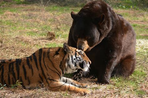 老虎和棕熊的实力旗鼓相当，为什么狼会怕老虎，而不怕棕熊？
