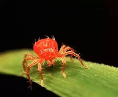特别特别小的红色蜘蛛是什么 红色的痣是怎么回事_蜘蛛 - 养宠客