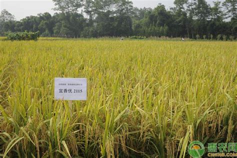 2016最热销的水稻种子，最好的水稻品种有哪些？_公司新闻_来安大丰种业有限公司