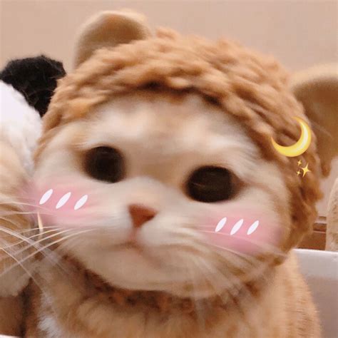 小猫非主流头像包