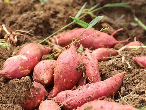 地瓜的种植时间和方法，红薯种植全过程和方法|admin_人人点
