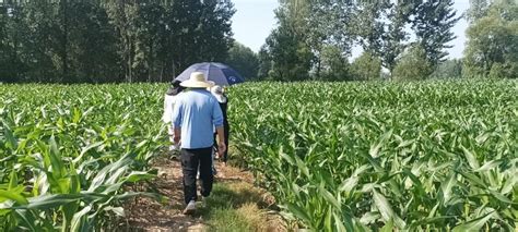 最实用的农业科普知识，如何提高农作物产量 - 中国养殖网
