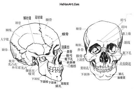 素描石膏像头骨的认知篇 骨骼与肌肉-普画网