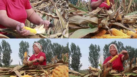 文化人怎么卖玉米？新东方直播就玉米味道引发童年怀念，网友：听哭了_腾讯视频