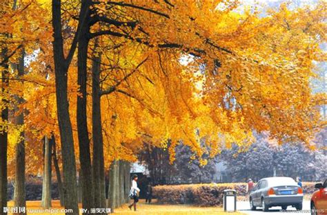 美丽中国树代表_陕西省林业科学院