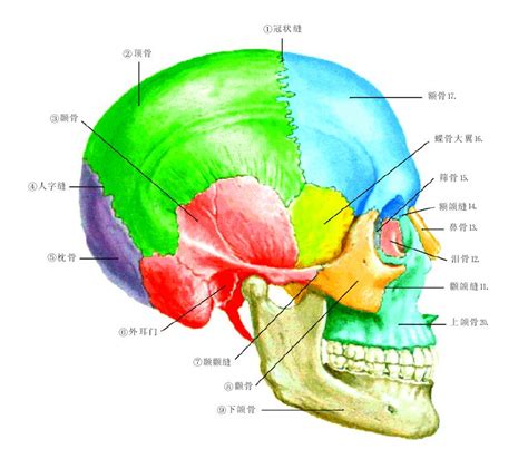 图099 颅面骨骼外侧面观-基础医学-医学