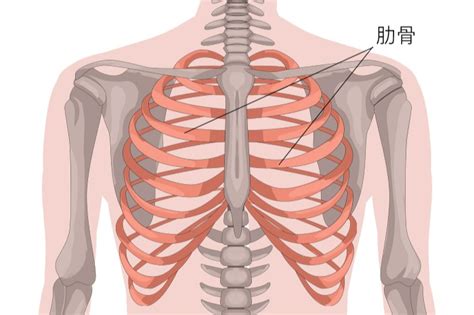 胸部骨骼肋骨图片免费下载_红动中国