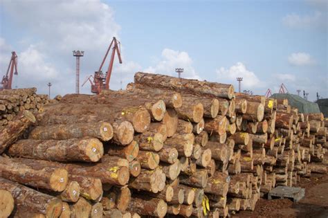 【行情】近期辐射松原木市场专项分析-木材码头