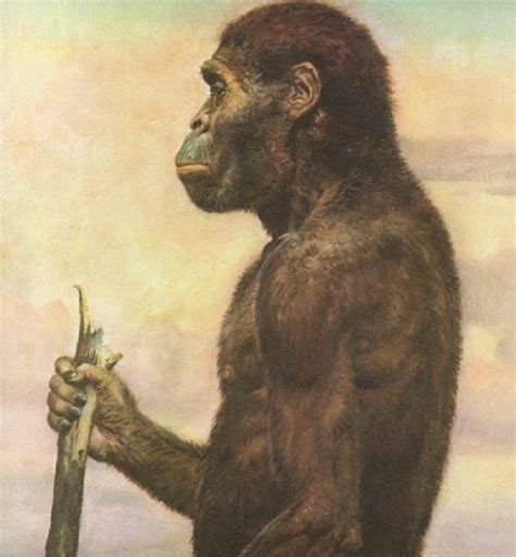少年南方古猿阿法种的罕见足部化石展现猿类样的特征 有助于爬树时的抓握 - 神秘的地球 科学|自然|地理|探索