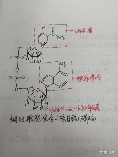 基于非均相化学催化法再生辅酶NAD(P)H- X-MOL资讯