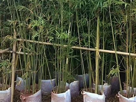 金镶玉竹袋苗出售 竹子出售 竹子批发价格_供应_图片_成都景赐园林绿化有限公司