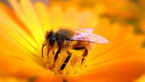 蜜蜂为什么会攻击人类-百度经验