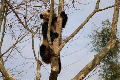 熊猫爬树高清图片下载-正版图片500482717-摄图网