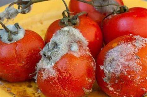 西红柿不能和什么一起吃 和西红柿相克的食物_知秀网