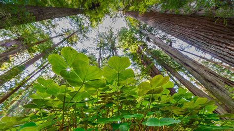 油画树木生机风格植物风景画装饰美观素材图片免费下载-千库网