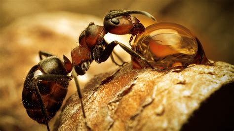 蚍蜉撼树：成语中蚂蚁的价值 – 中医锦囊