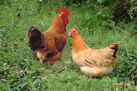 世界十大最佳鸡品种 肉质鲜美品种优良