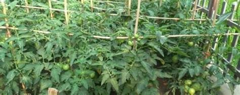 柿子树能嫁接几种品种-绿宝园林网