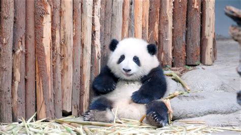 【大熊猫和花】花花直播吃竹笋——熊猫（227）