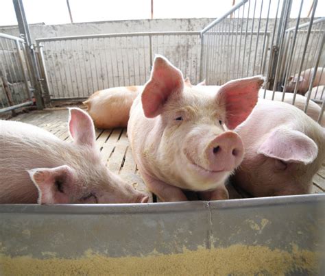 一群猪在猪圈高清图片下载-正版图片600847549-摄图网