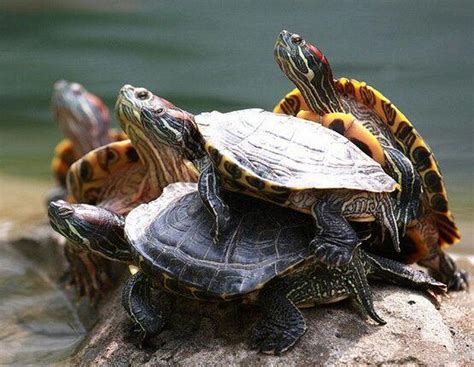 乌龟为什么喜欢叠在一起?放生乌龟有什么说法?_法库传媒网