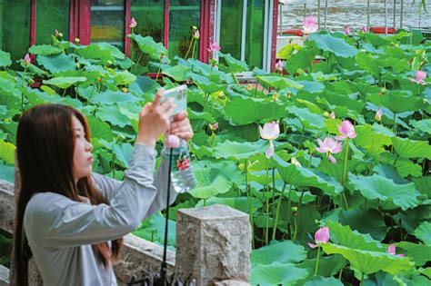 大明湖发现第二株并蒂莲，景区专人24小时“护花”