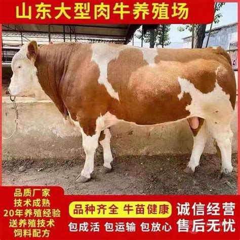 内蒙古活牛市场价格卖活牛一头送货到家_全国__牛-食品商务网