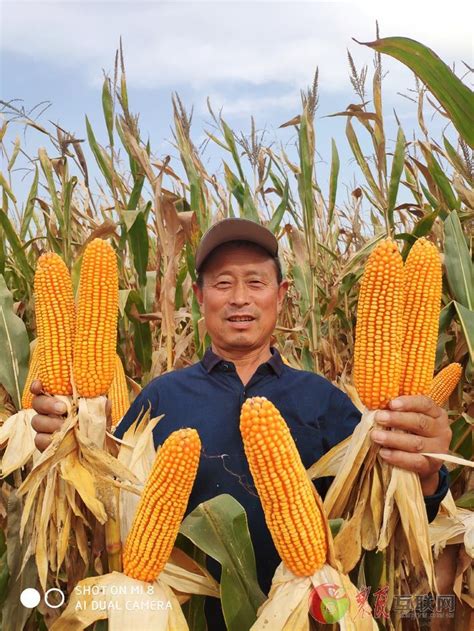拥民肥惠农心（25）：玉米丰收季之众口齐夸好玉米-原河北农民报官网
