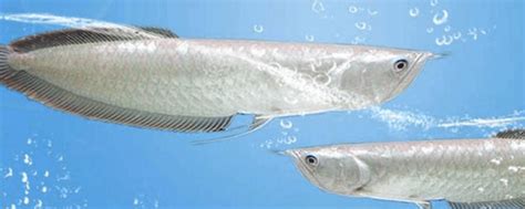 银龙鱼可以和哪些鱼混养？银龙鱼混养有哪些风格 - 农敢网