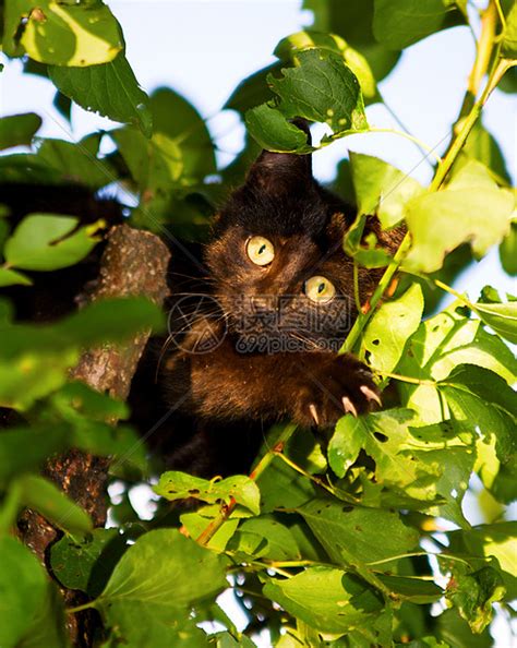 小猫在树上高清图片下载-正版图片320361457-摄图网