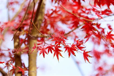 在南京看枫叶不要只记得栖霞山，这些景点的红叶更美也更适合拍照 - 知乎