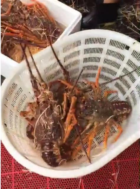 煮熟的小龙虾尾部如果是直的，可能是死虾，就别吃了。新鲜虾虾身饱满，口感Q弹，而冰冻虾虾身发皱，口感发面。