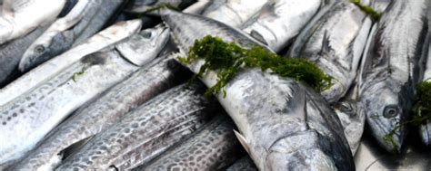 现在鲭鱼的价格是多少？如何选择优质的鲭鱼 - 冷农网