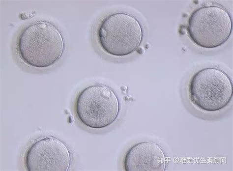 二胚层胚盘的形成示意图,力的示意图,原子示意图_大山谷图库