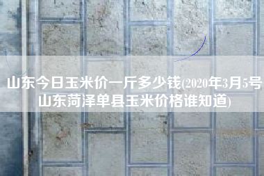 山东今日玉米价一斤多少钱(2020年3月5号山东菏泽单县玉米价格谁知道) - 多利网