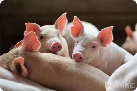 生猪产业发展指数来了！界面商学院联合中国农科院编制 - 猪好多网