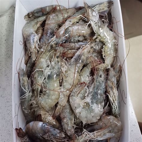 新鲜大虾鲜活超大基围虾青岛海虾冷冻青虾对虾海鲜水产2030盐冻虾-淘宝网