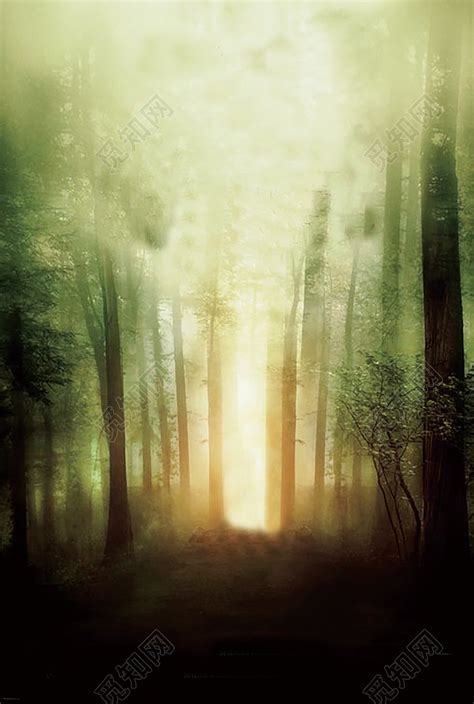 绿色树林迷雾背景图片免费下载 - 觅知网