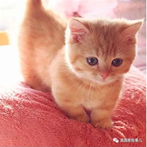 纯种橘猫图片,尖脸橘猫,橘猫图片大全_大山谷图库