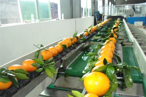 广西合浦：水果加工企业生产马力足-人民图片网