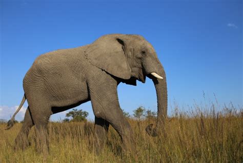 南非大象摄影jpg图片免费下载_编号18ghppwlv_图精灵