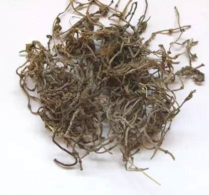 白蜈蚣草药图片