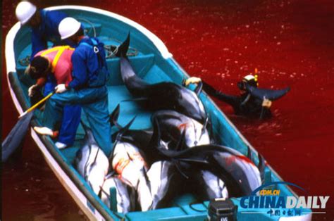 日本“退群”，血腥屠杀又将上演？| 绿会关注海洋生物多样性__凤凰网
