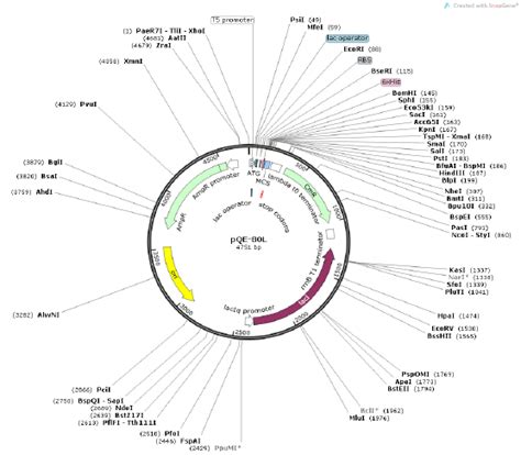 大肠杆菌基因型解读 - 360文档中心