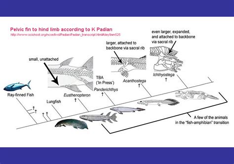 人类是从鱼进化来的！我国科学家证实-桂林生活网新闻中心