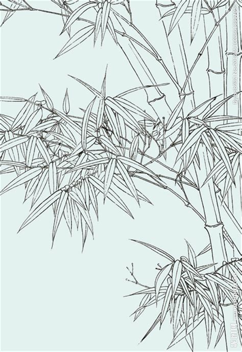 竹子高清白描线稿图片下载（41幅）-墨尖族