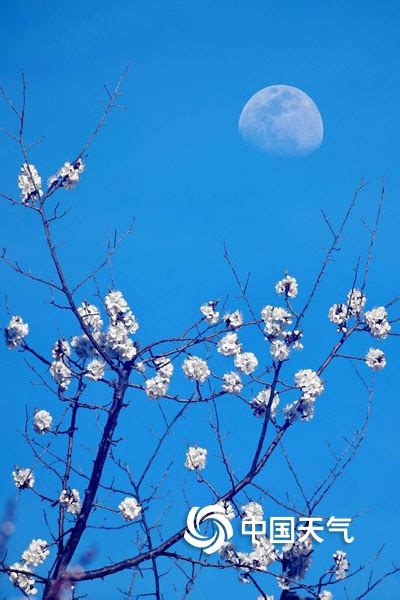 天为画布花为衬 一轮圆月挂枝头 _TOM资讯